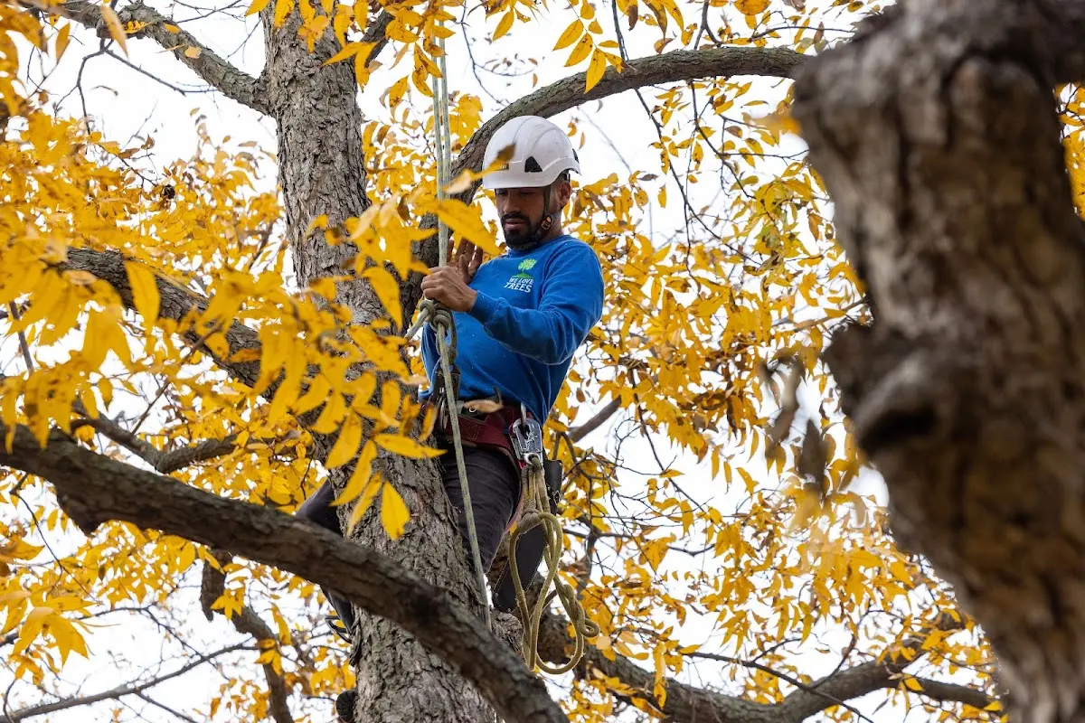 Skilled Tree Transplanting crew working in Mabscott